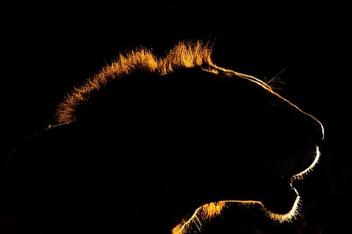 A backlit portrait of a lion at sunset Voi-Tsavo Conservation Area-Kenya Art Print